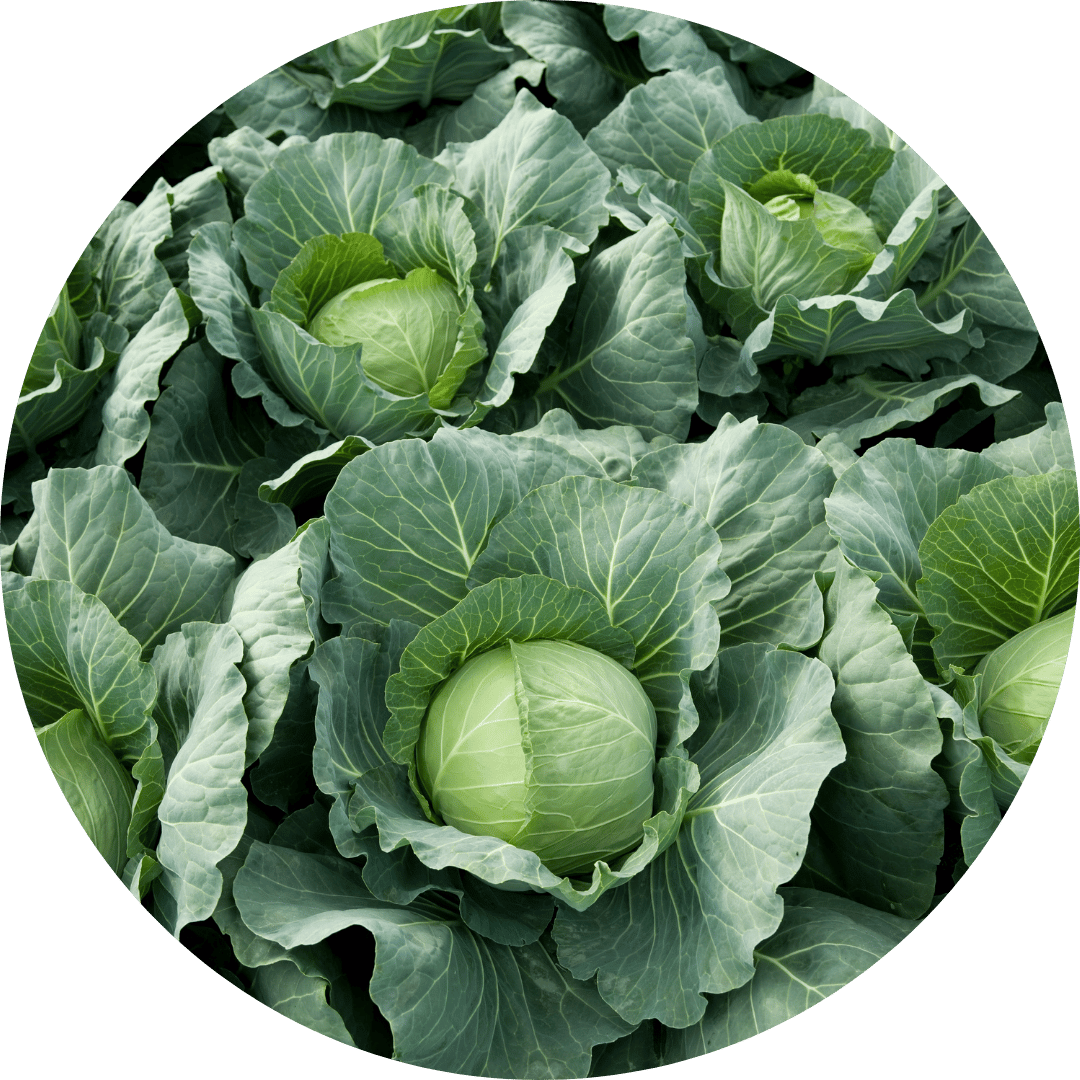 Cabbages