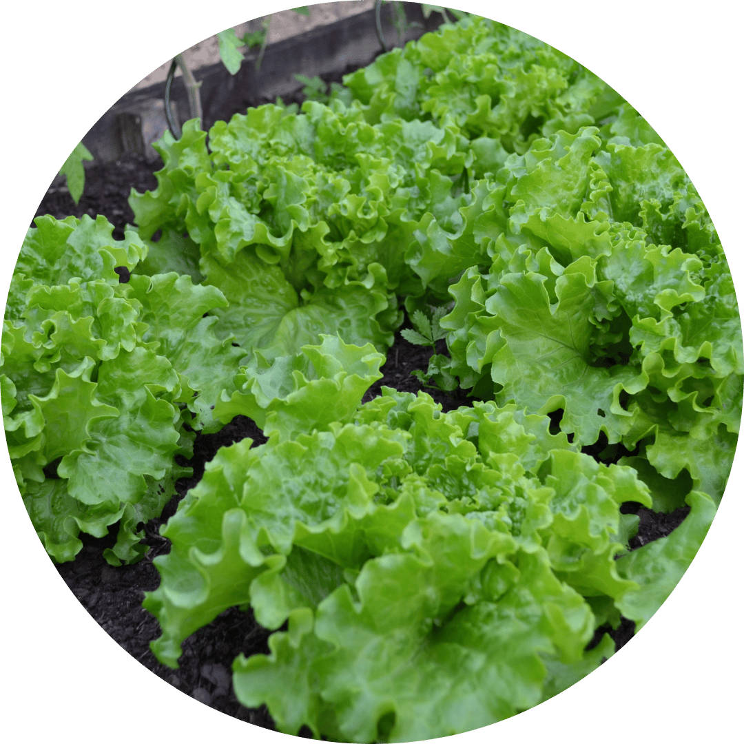 Lettuce