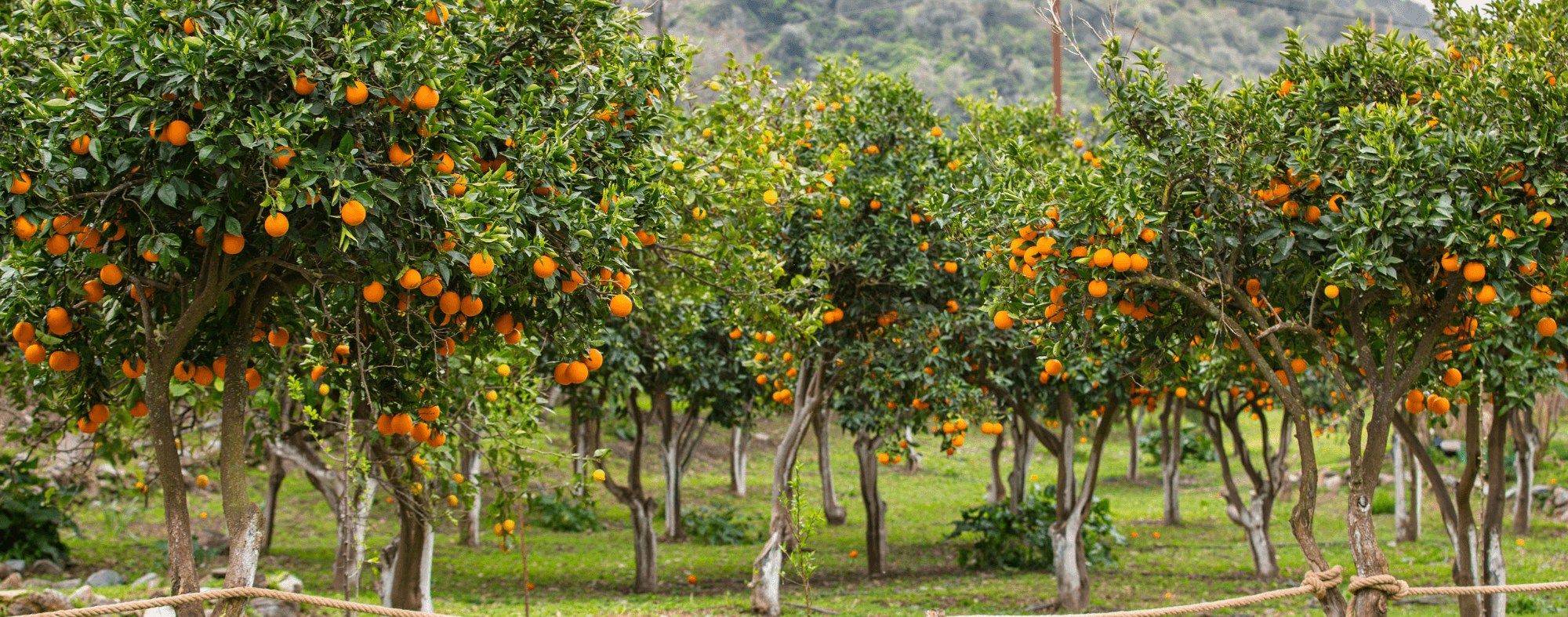 Orange Trees