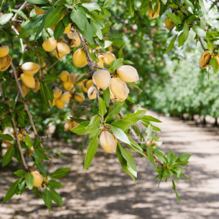 Nut Tree Preview