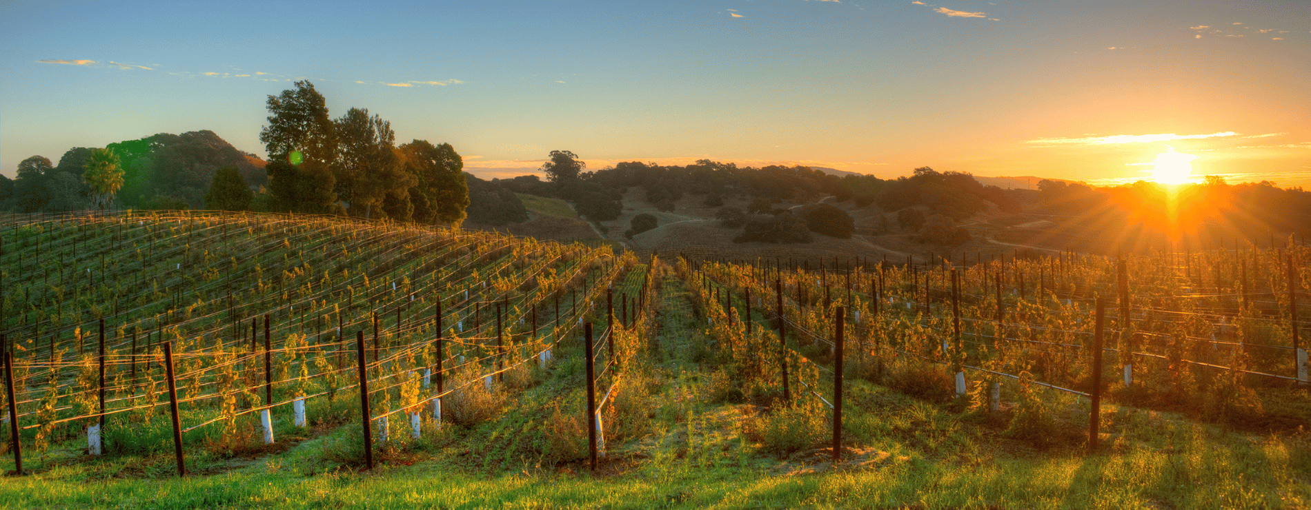 Vineyard in California