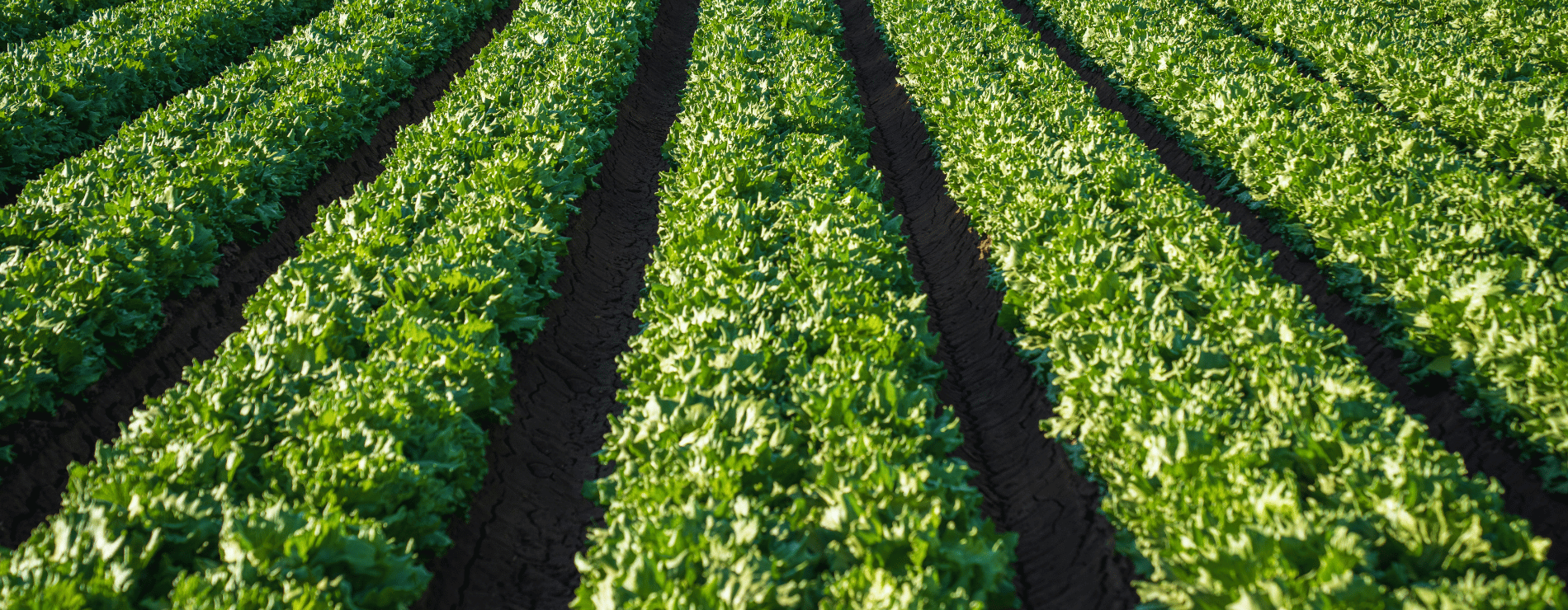 Lettuce Farm