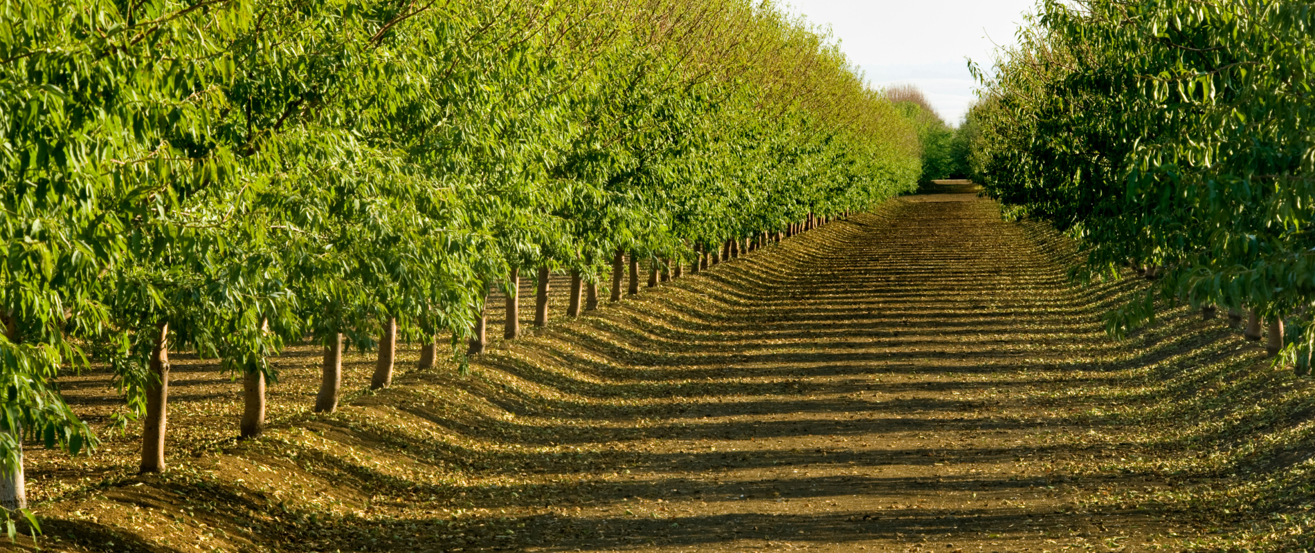 Almond tree farm in Central Valley, California