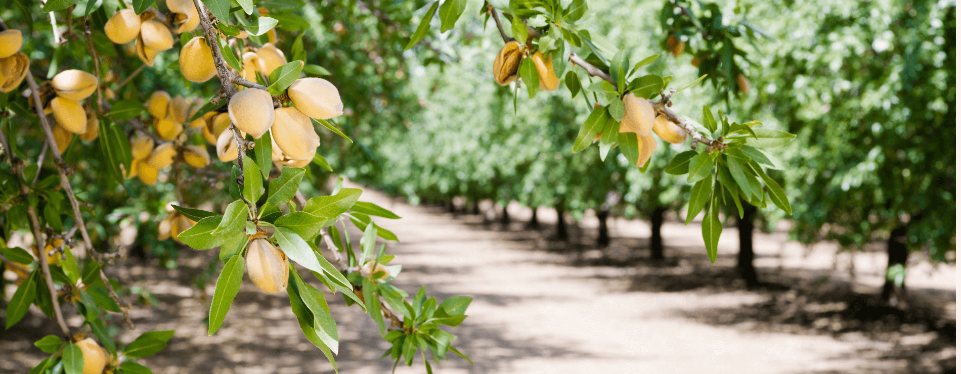 Almond Trees